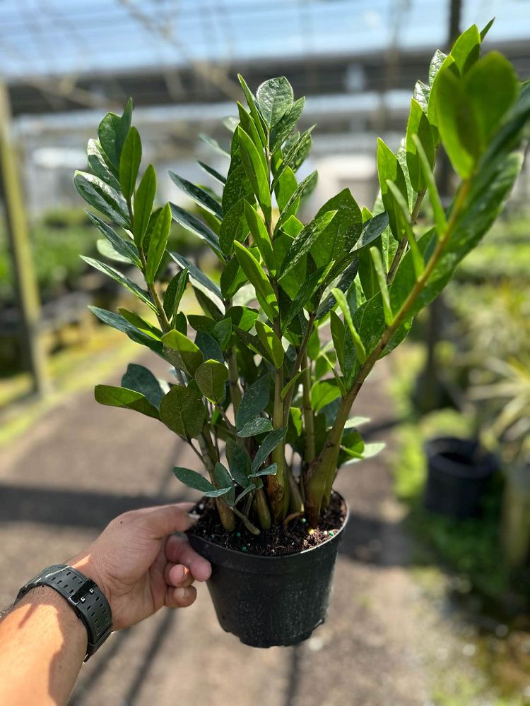 zamioculcas-zamiifolia-zz-plant-zanzibar-gem