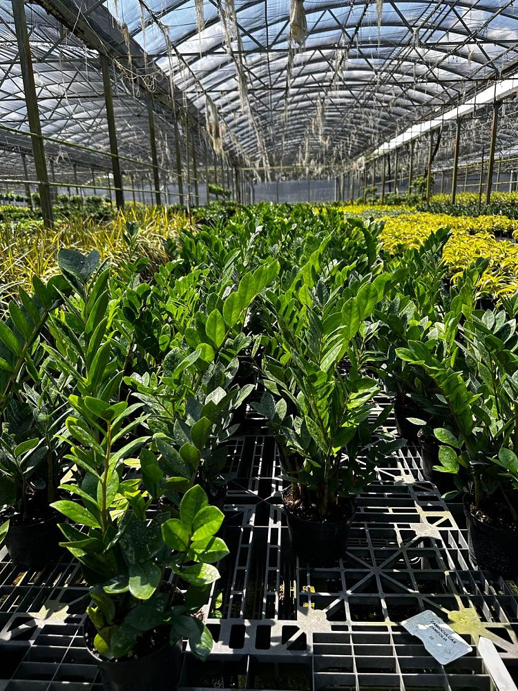 zamioculcas-zamiifolia-zz-plant-zanzibar-gem