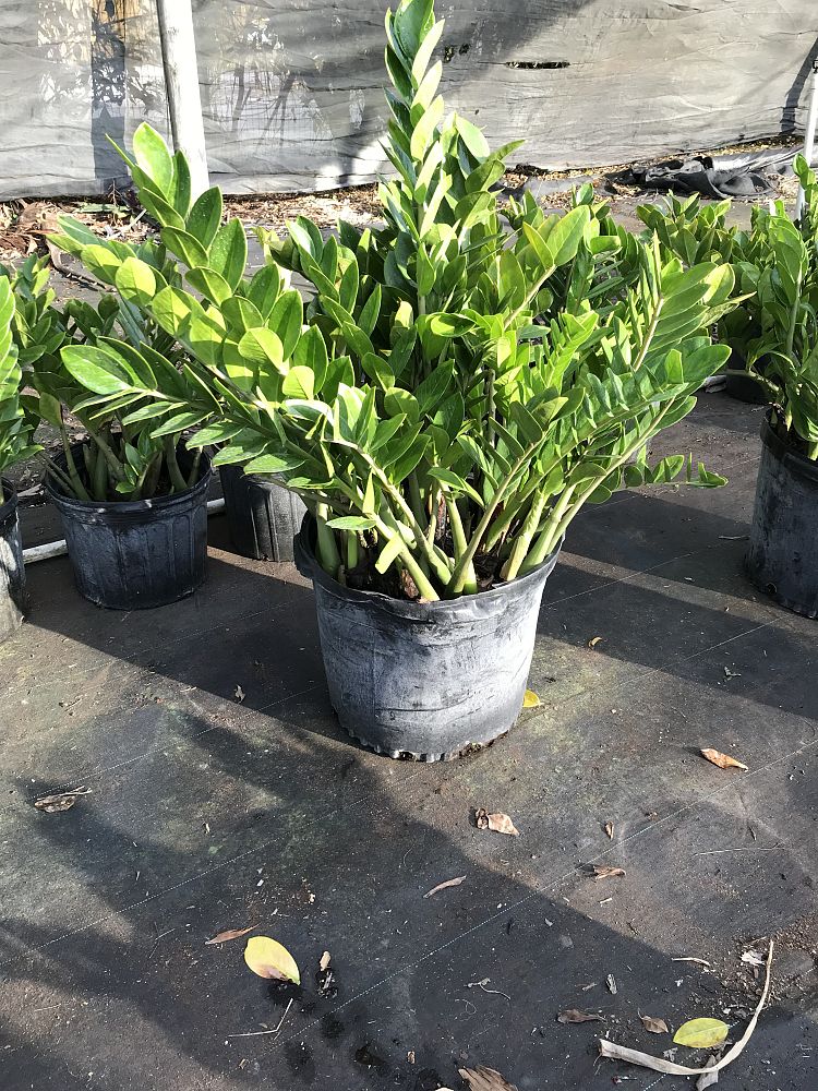 zamioculcas-zamiifolia-zz-plant-zanzibar-gem