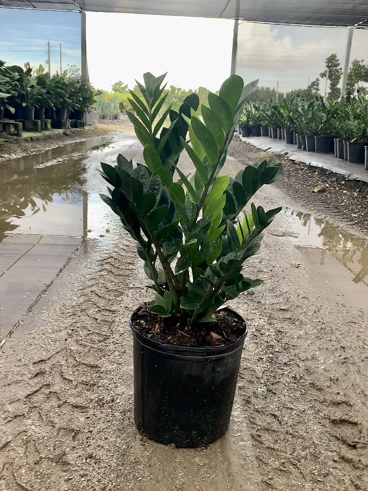 zamioculcas-zamiifolia-zz-plant-zanzibar-gem