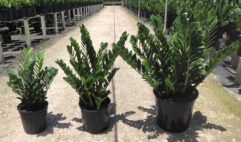 zamioculcas-zamiifolia-zz-plant-zanzibar-gem