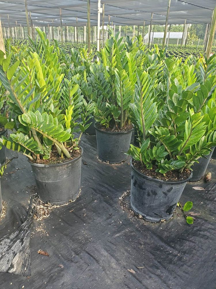 zamioculcas-zamiifolia-zz-plant-zanzibar-gem