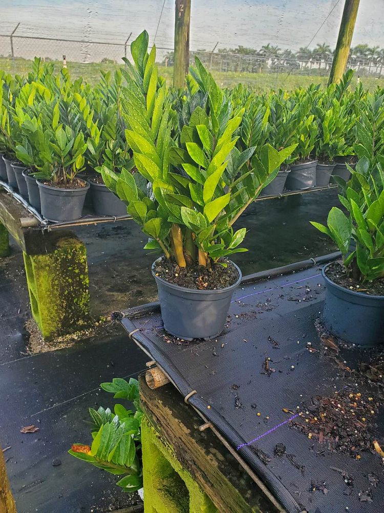 zamioculcas-zamiifolia-zz-plant-zanzibar-gem