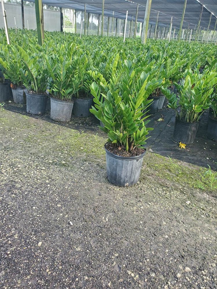 zamioculcas-zamiifolia-zz-plant-zanzibar-gem
