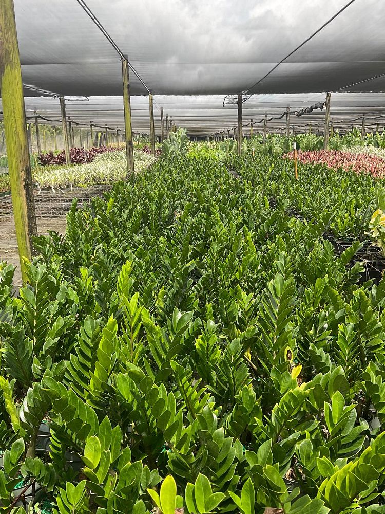 zamioculcas-zamiifolia-zz-plant-zanzibar-gem