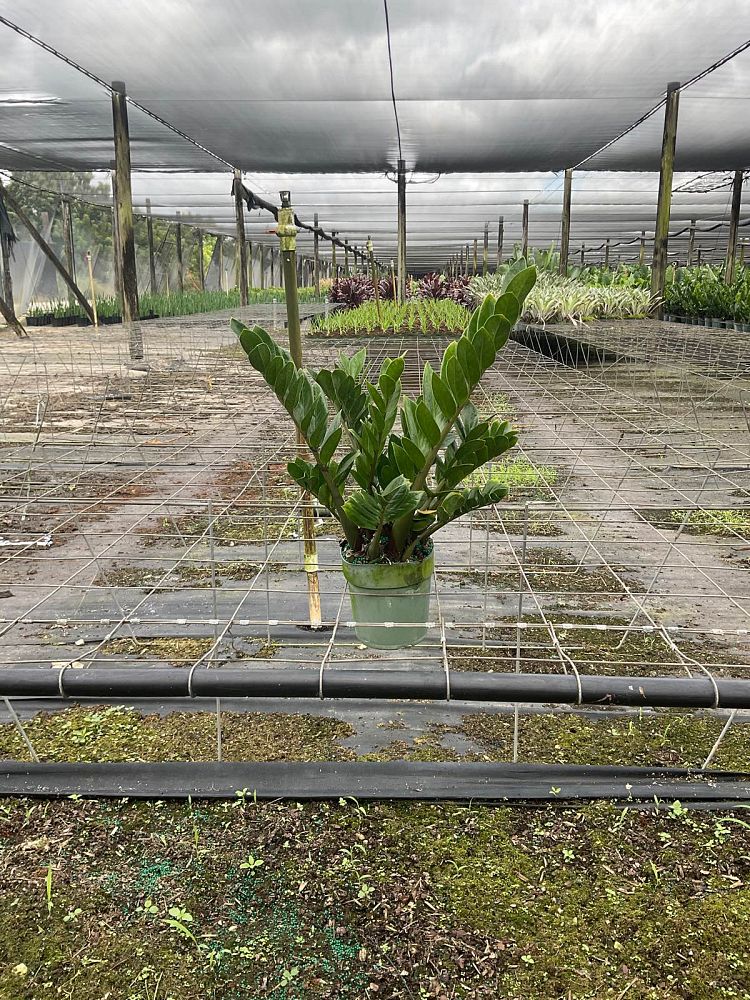 zamioculcas-zamiifolia-zz-plant-zanzibar-gem