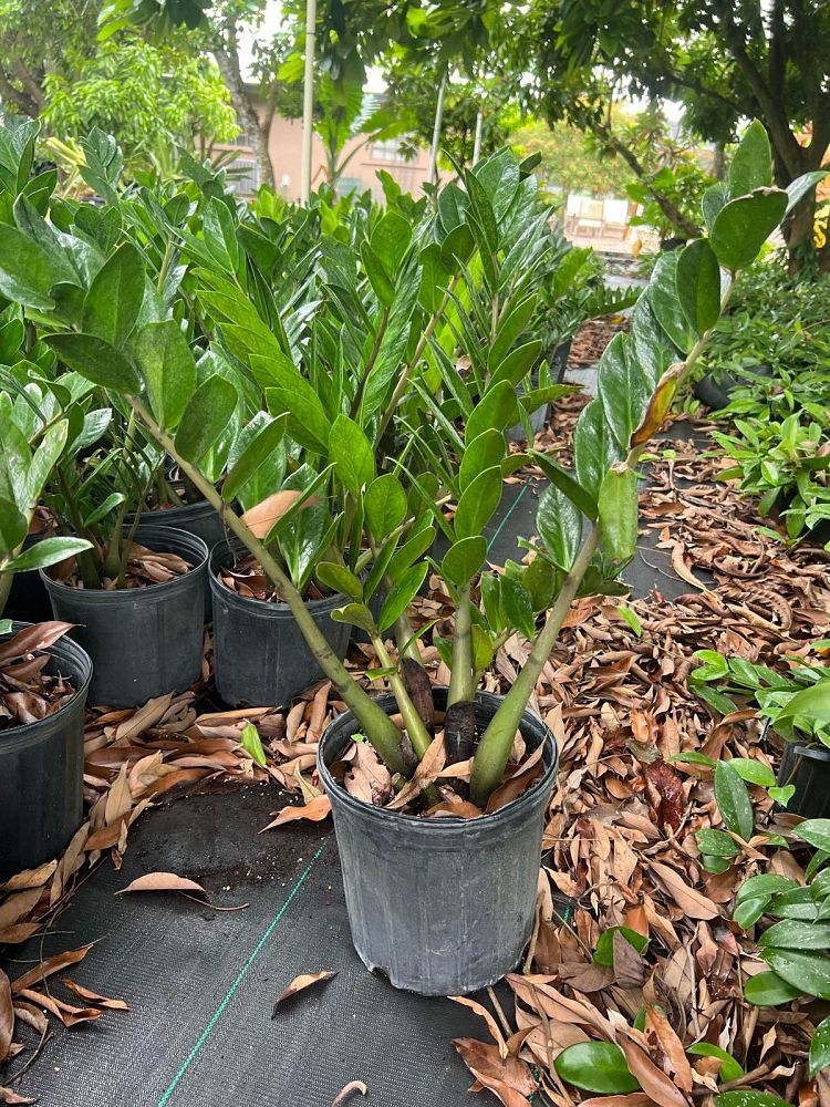 zamioculcas-zamiifolia-zz-plant-zanzibar-gem