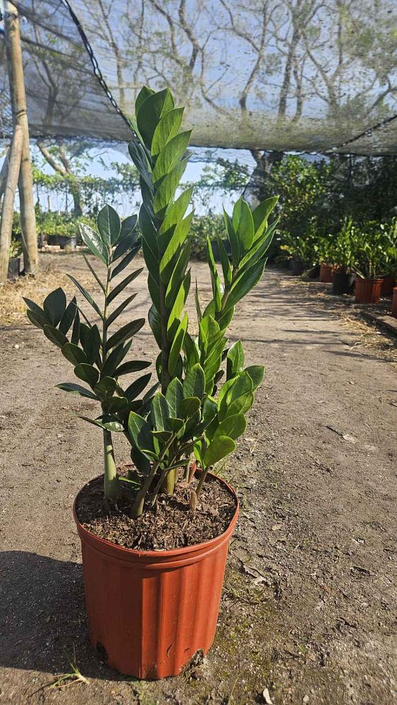 zamioculcas-zamiifolia-zz-plant-zanzibar-gem
