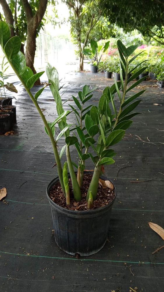 zamioculcas-zamiifolia-zz-plant-zanzibar-gem