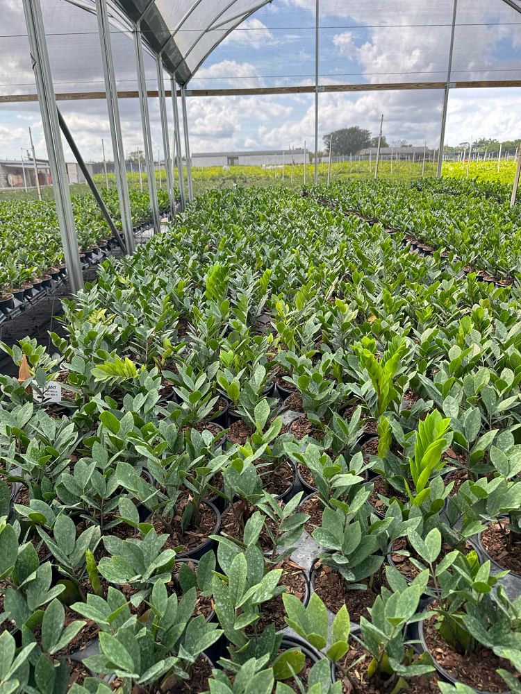 zamioculcas-zamiifolia-zz-plant-zanzibar-gem