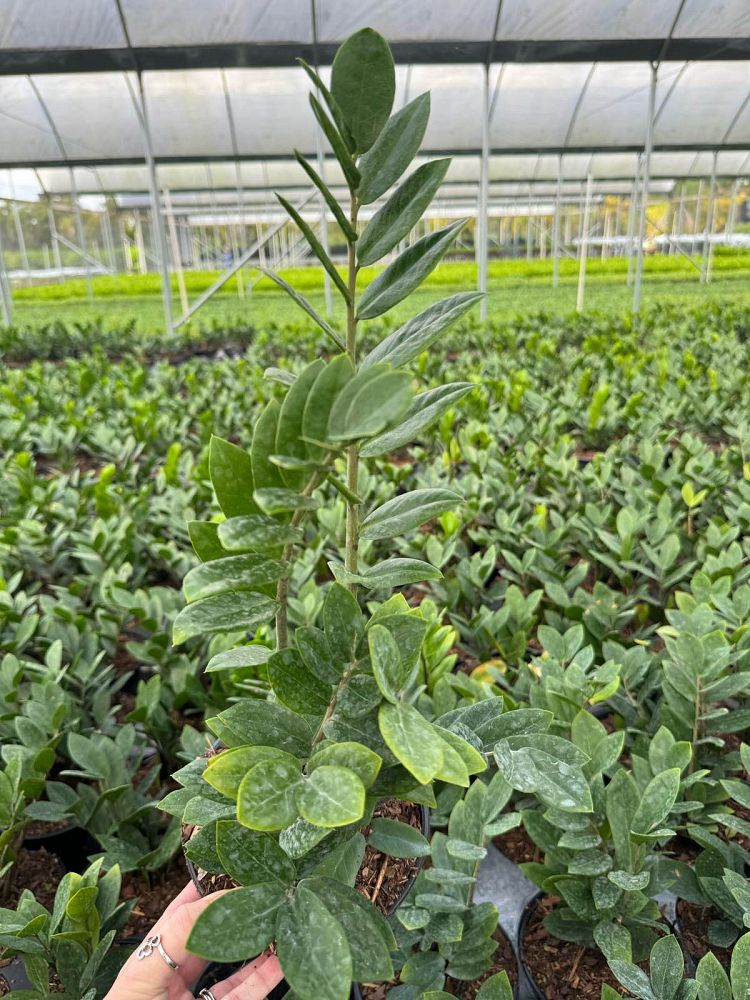 zamioculcas-zamiifolia-zz-plant-zanzibar-gem