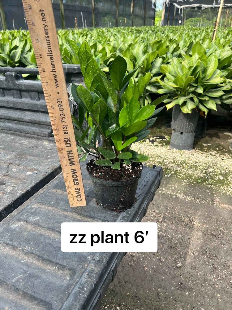 zamioculcas-zamiifolia-zz-plant-zanzibar-gem