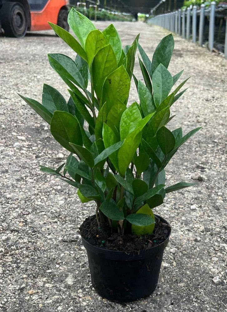 zamioculcas-zamiifolia-zz-plant-zanzibar-gem