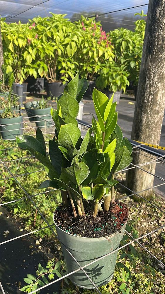 zamioculcas-zamiifolia-zz-plant-zanzibar-gem