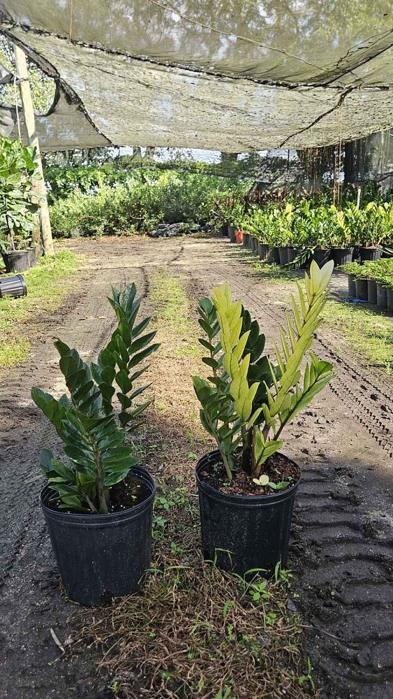 zamioculcas-zamiifolia-zz-plant-zanzibar-gem