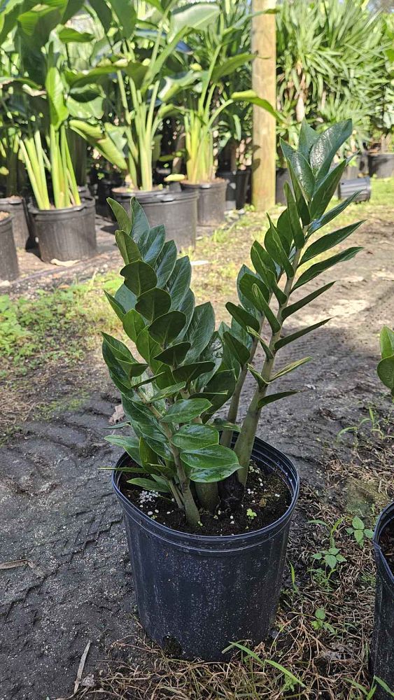 zamioculcas-zamiifolia-zz-plant-zanzibar-gem