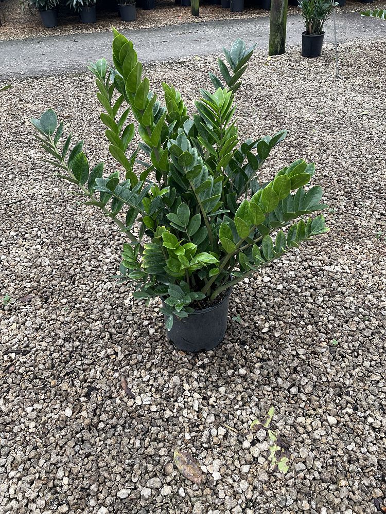 zamioculcas-zamiifolia-zz-plant-zanzibar-gem