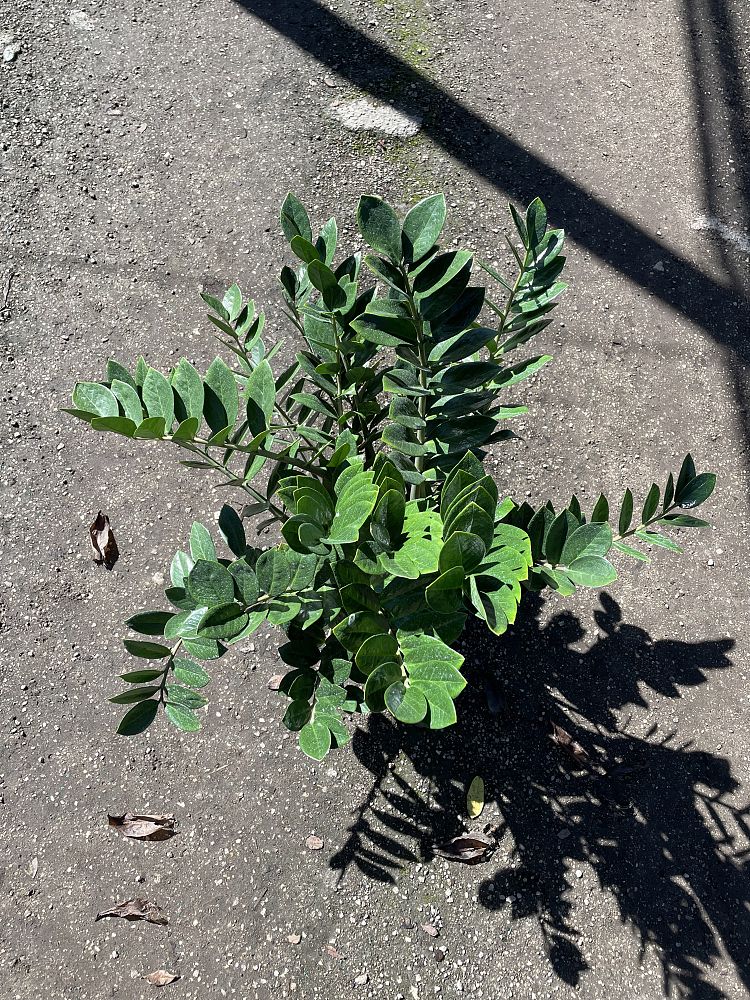 zamioculcas-zamiifolia-zz-plant-zanzibar-gem