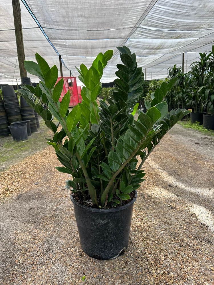 zamioculcas-zamiifolia-zz-plant-zanzibar-gem
