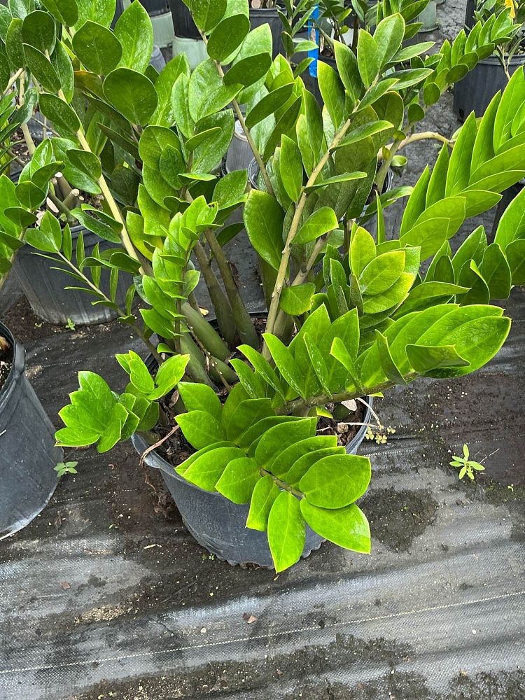 zamioculcas-zamiifolia-zz-plant-zanzibar-gem