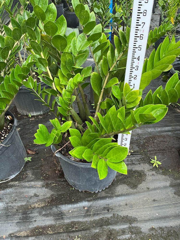 zamioculcas-zamiifolia-zz-plant-zanzibar-gem