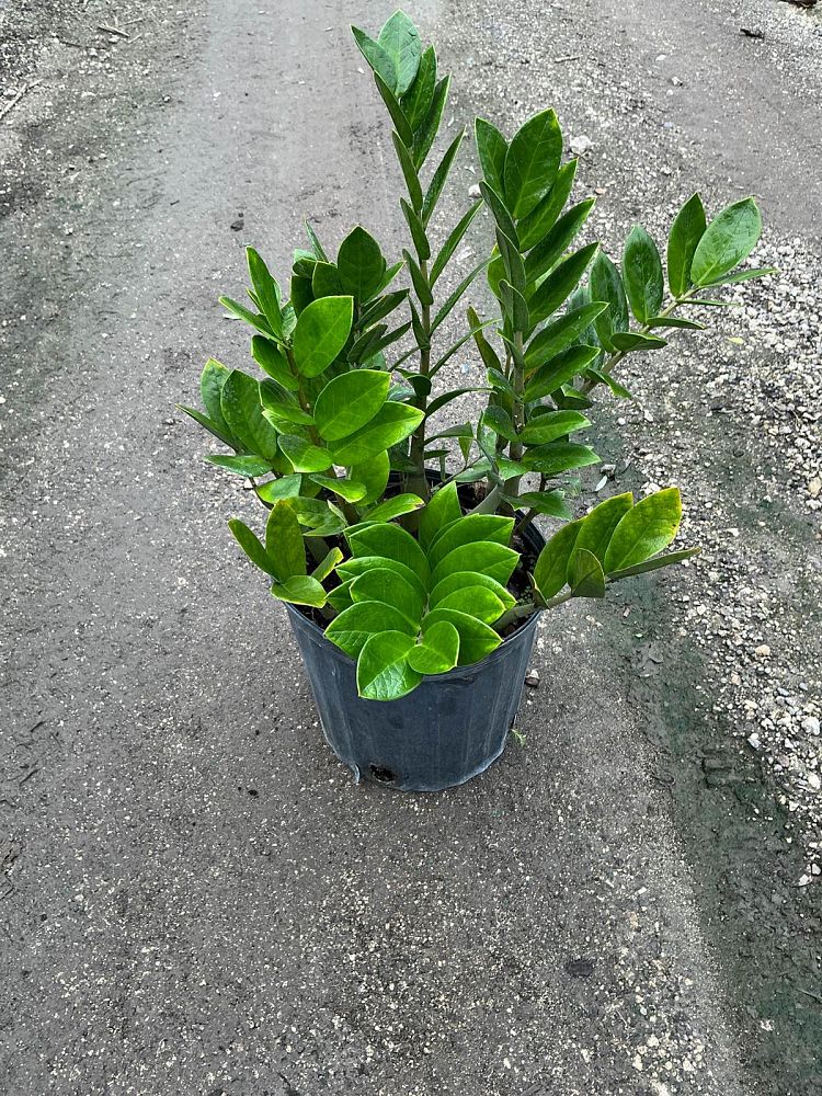 zamioculcas-zamiifolia-zz-plant-zanzibar-gem
