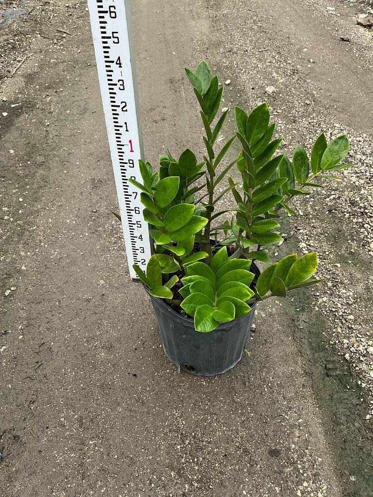 zamioculcas-zamiifolia-zz-plant-zanzibar-gem