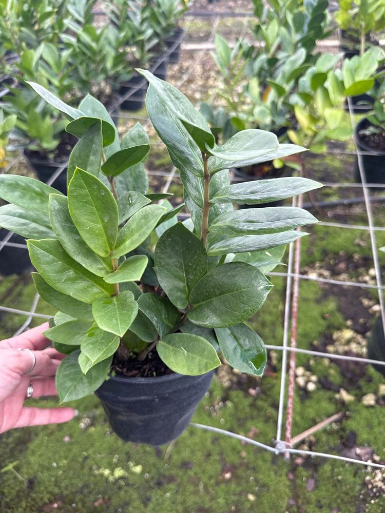 zamioculcas-zamiifolia-zz-plant-zanzibar-gem