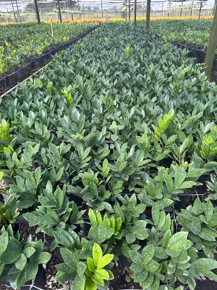 zamioculcas-zamiifolia-zz-plant-zanzibar-gem