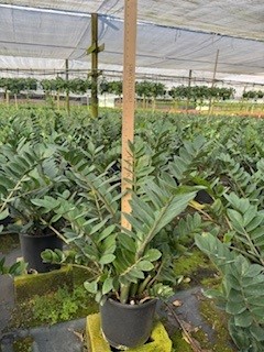 zamioculcas-zamiifolia-zz-plant-zanzibar-gem