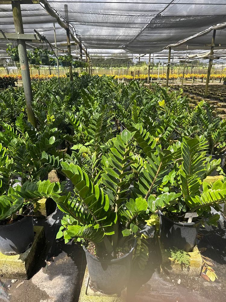 zamioculcas-zamiifolia-zz-plant-zanzibar-gem
