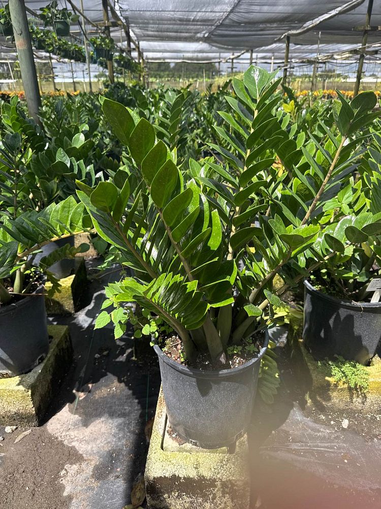 zamioculcas-zamiifolia-zz-plant-zanzibar-gem