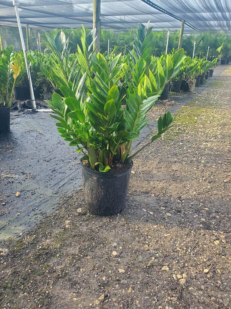 zamioculcas-zamiifolia-zz-plant-zanzibar-gem
