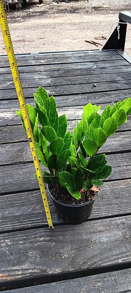 zamioculcas-zamiifolia-zz-plant-zanzibar-gem