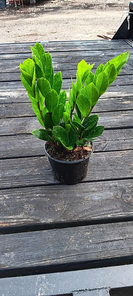 zamioculcas-zamiifolia-zz-plant-zanzibar-gem