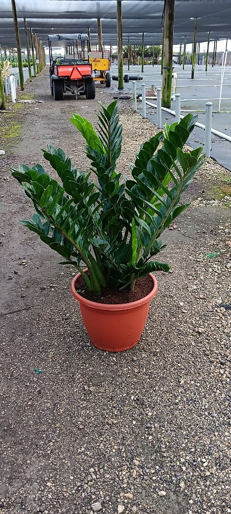 zamioculcas-zamiifolia-zz-plant-zanzibar-gem