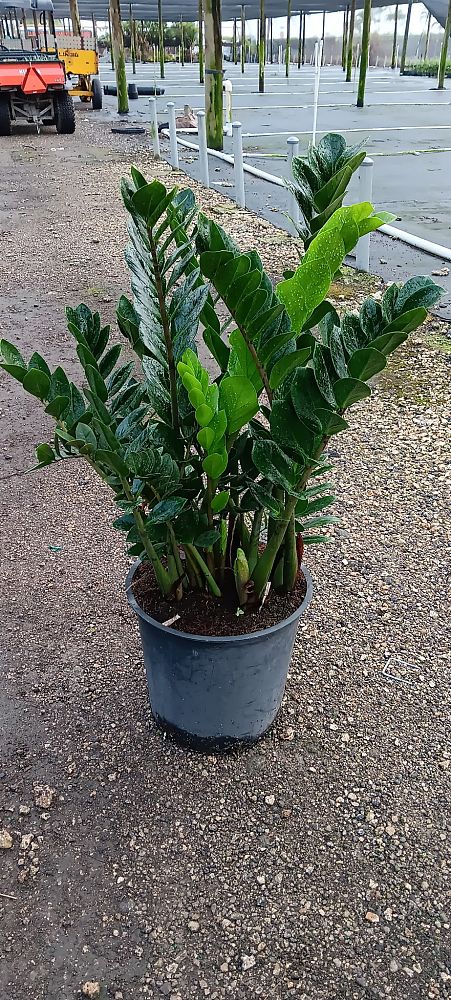 zamioculcas-zamiifolia-zz-plant-zanzibar-gem