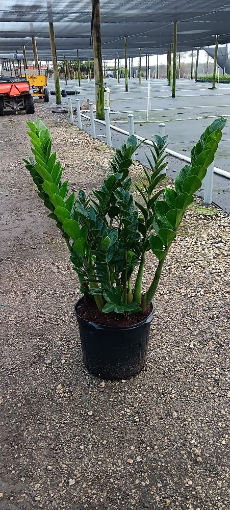zamioculcas-zamiifolia-zz-plant-zanzibar-gem