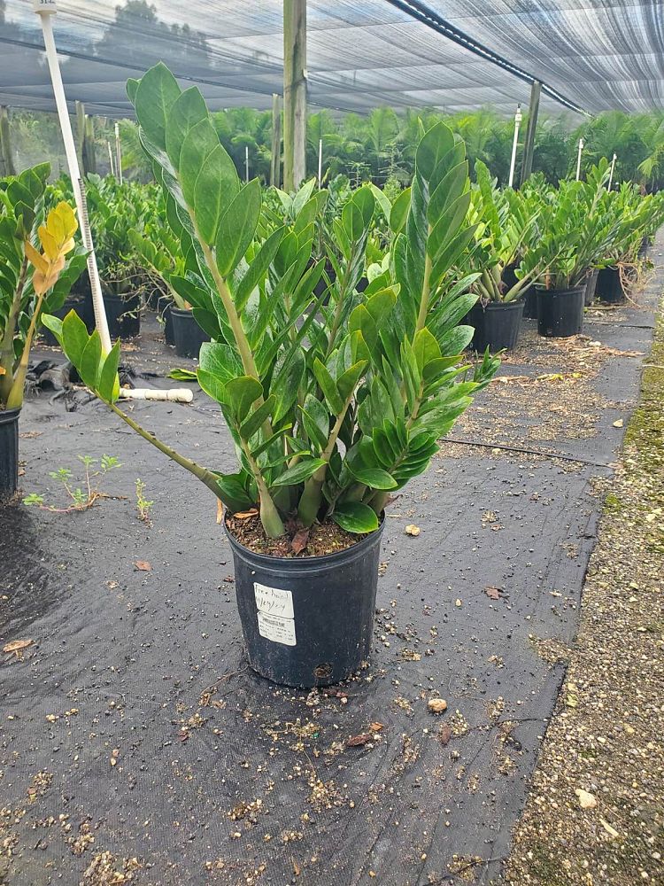 zamioculcas-zamiifolia-zz-plant-zanzibar-gem