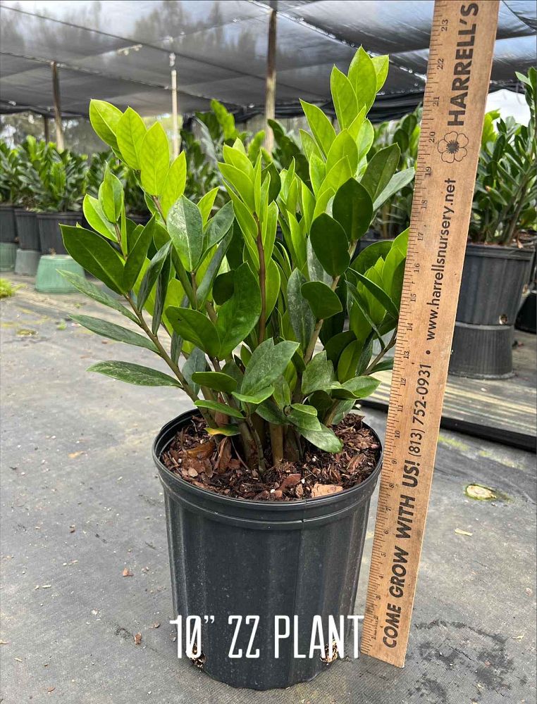 zamioculcas-zamiifolia-zz-plant-zanzibar-gem
