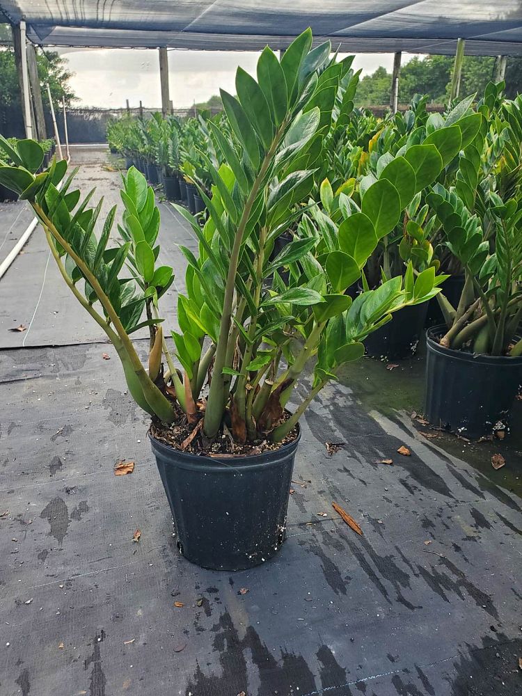 zamioculcas-zamiifolia-zz-plant-zanzibar-gem