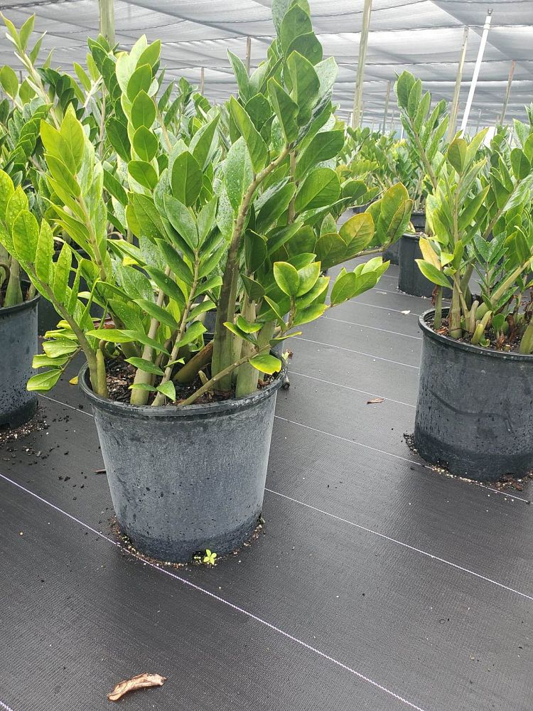 zamioculcas-zamiifolia-zz-plant-zanzibar-gem