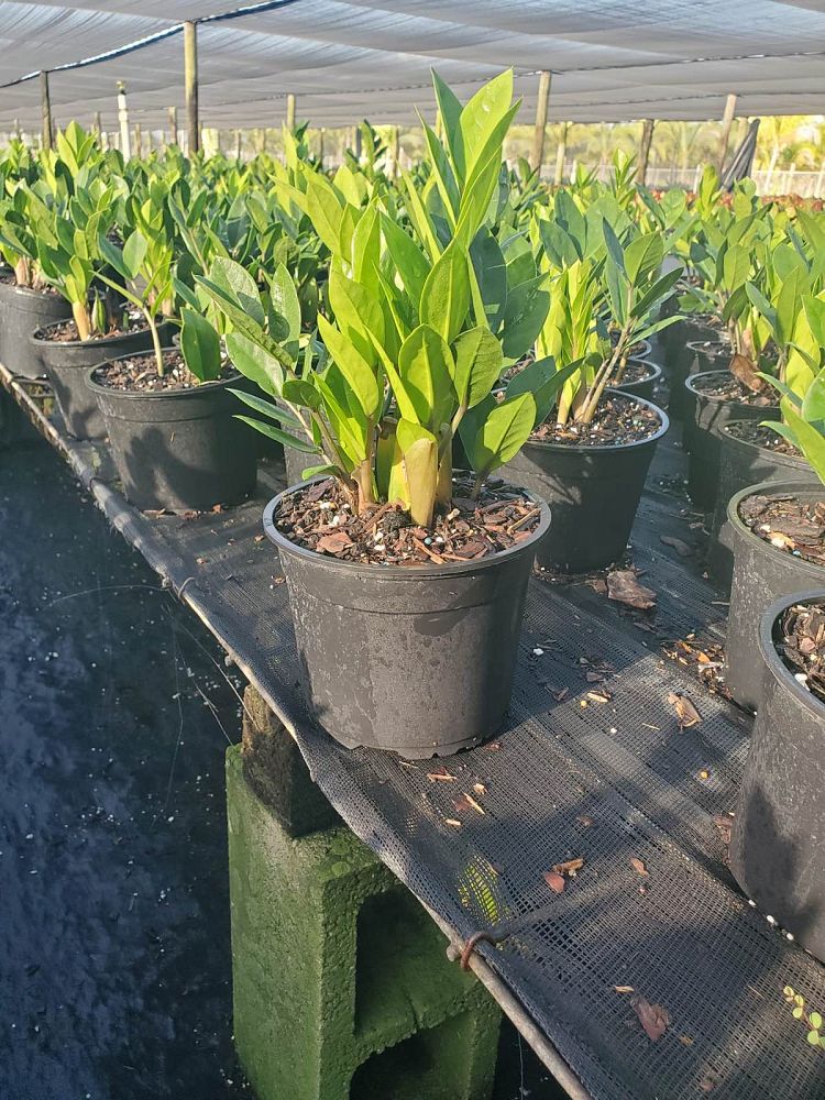 zamioculcas-zamiifolia-zz-plant-zanzibar-gem