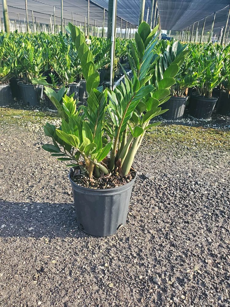 zamioculcas-zamiifolia-zz-plant-zanzibar-gem