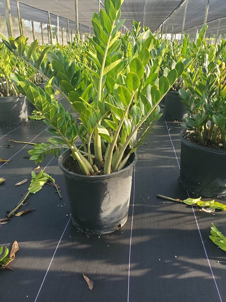 zamioculcas-zamiifolia-zz-plant-zanzibar-gem