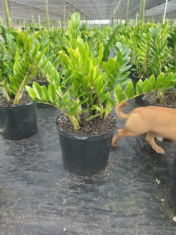 zamioculcas-zamiifolia-zz-plant-zanzibar-gem