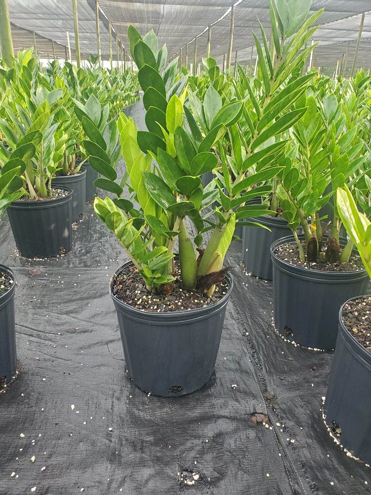 zamioculcas-zamiifolia-zz-plant-zanzibar-gem