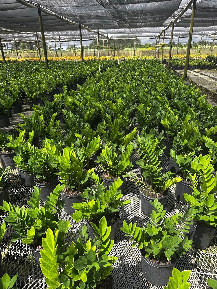 zamioculcas-zamiifolia-zz-plant-zanzibar-gem