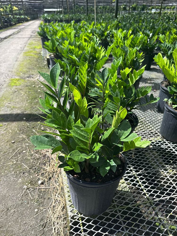 zamioculcas-zamiifolia-zz-plant-zanzibar-gem