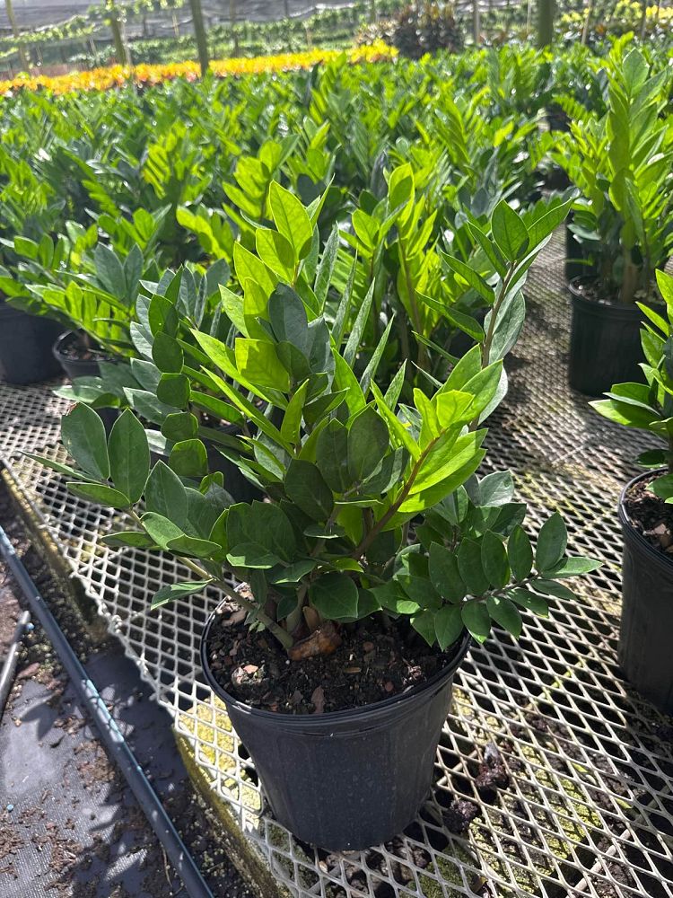 zamioculcas-zamiifolia-zz-plant-zanzibar-gem